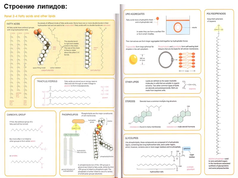 Строение липидов: